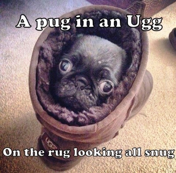 A Pug In An Ugg