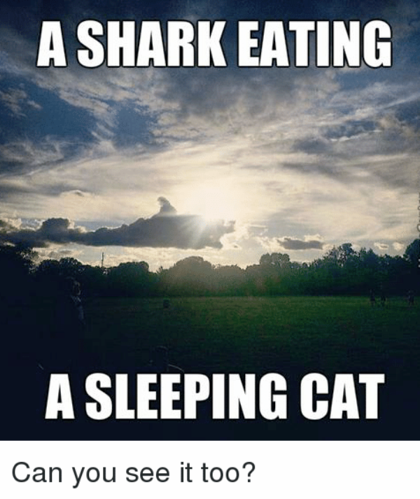 A Shark Eating A Sleeping Cat