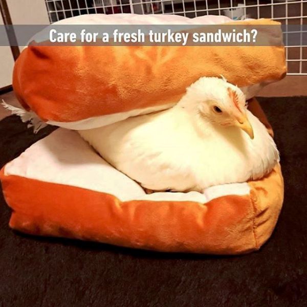 Care For A Fresh Turkey Sandwich