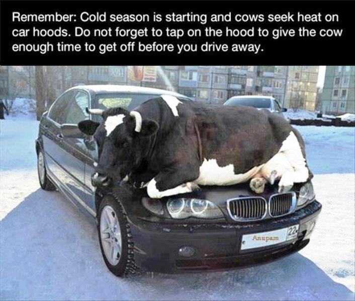 Cold Season Is Starting And Cows Seek Heatjpg