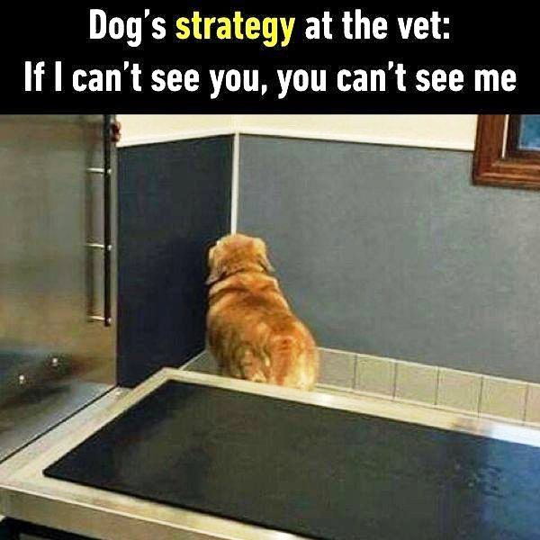 Dogs Strategy At The Vet