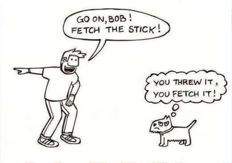 Go On Bob Fetch The Stick