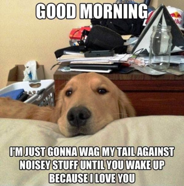 Good Morning Im Just Gonna Wag My Tail