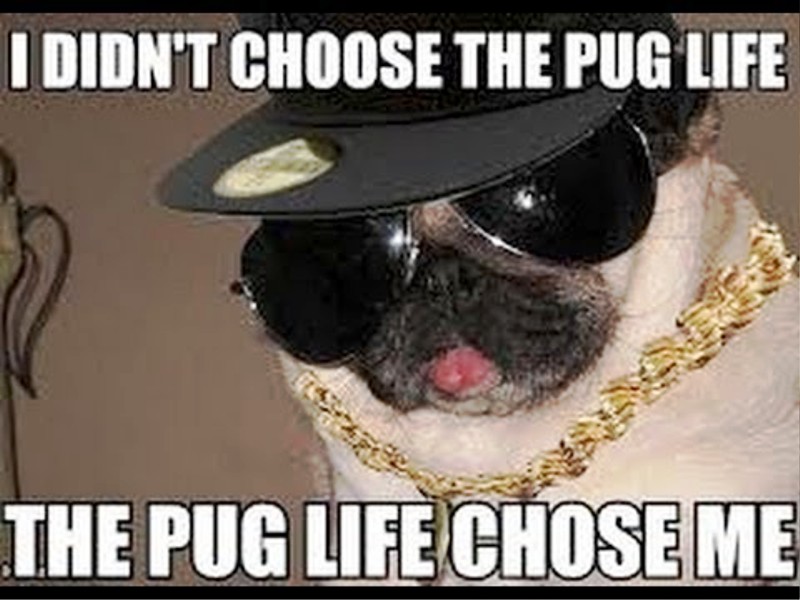 I Didnt Choose The Pug Life