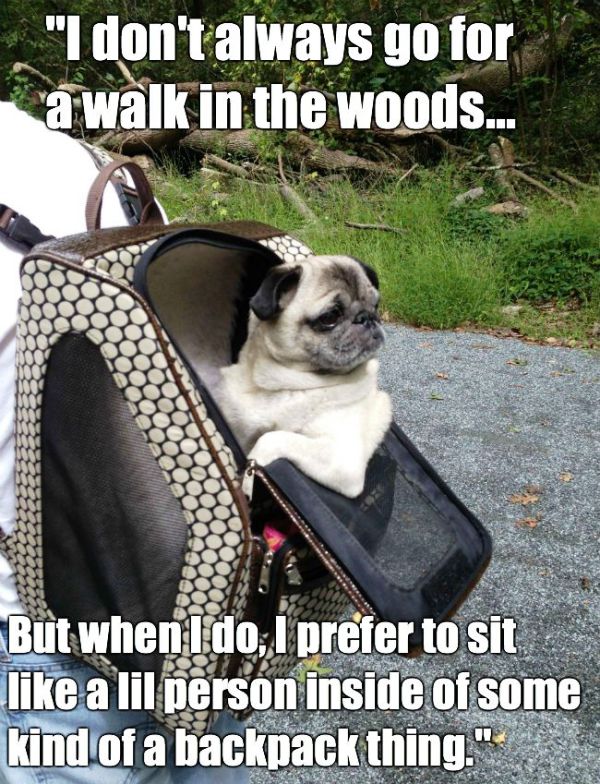 I Dont Always Go For A Walk In The Woods