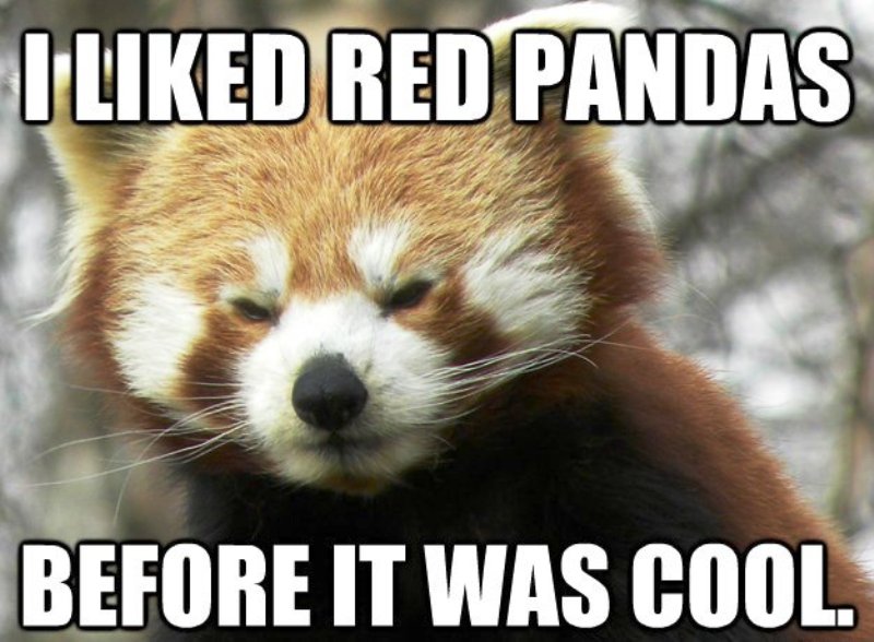 I Liked Red Pandas