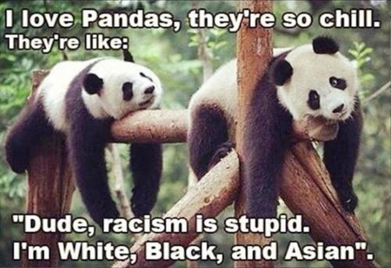 I Love Pandas They re So Chill