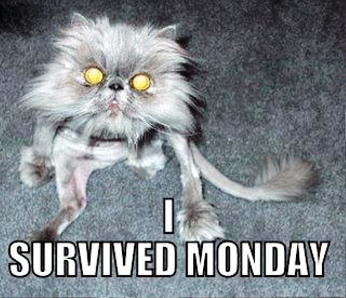 60 Best Collection Of Monday Memes Funny Memes