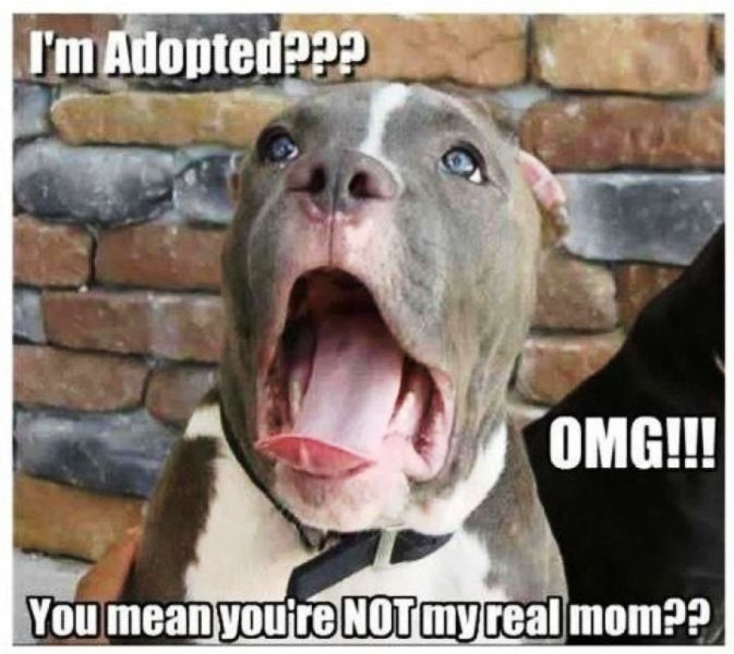 Im Adopted