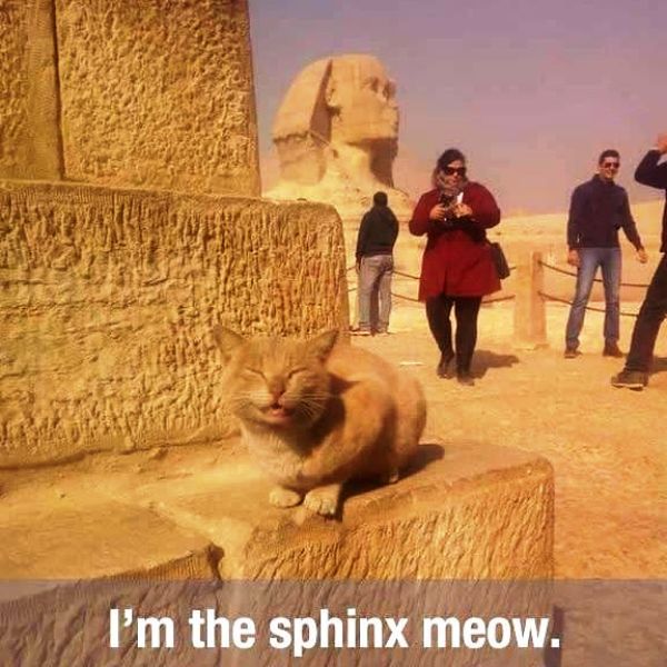 Im The Sphinx Meow