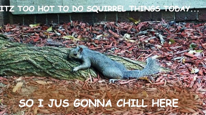 Its Too Hot To Do Squirrel Things Today