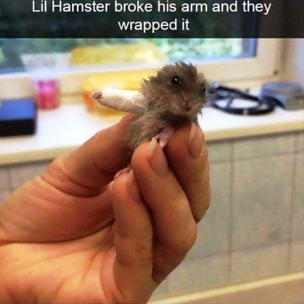 Lil Hamster Broke His Arm