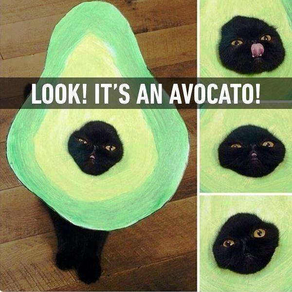 Look Its An Avocato