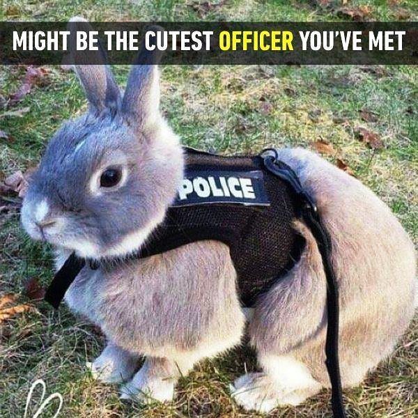 Might Be The Cutest Officer You ve Met