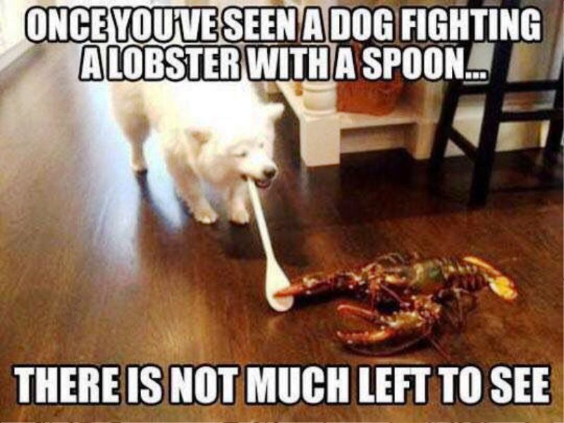 Once You ve Seen A Dog Fighting