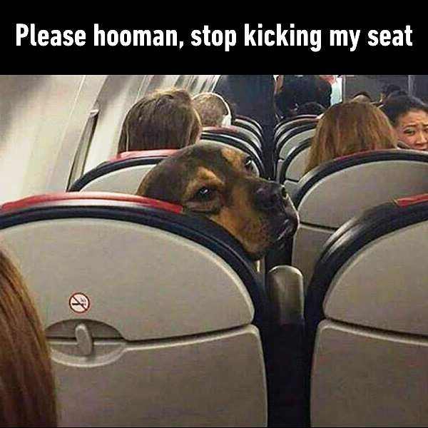 Please Hooman Stop Kicking My Seat