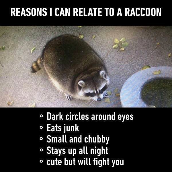 Reasons I Can Relate To A Raccoon