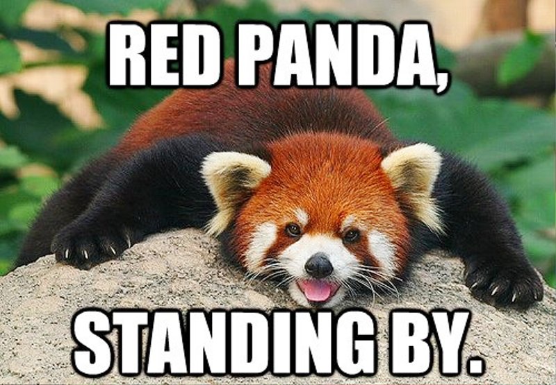 Red Panda Standing By