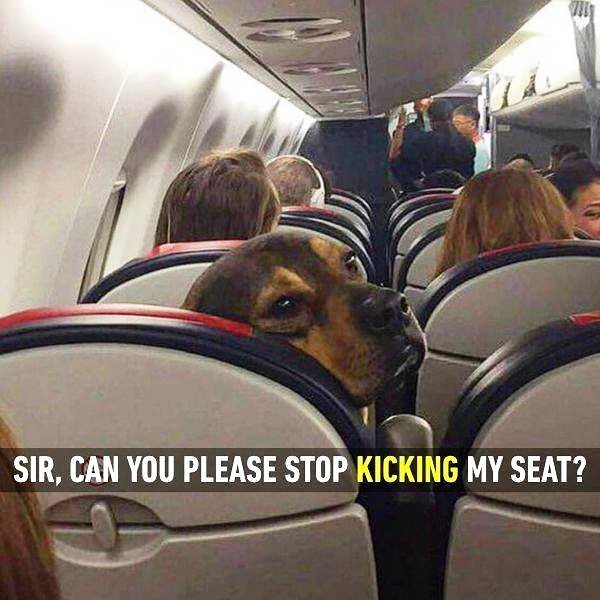 Sir Can You Please Stop Kicking My Seat