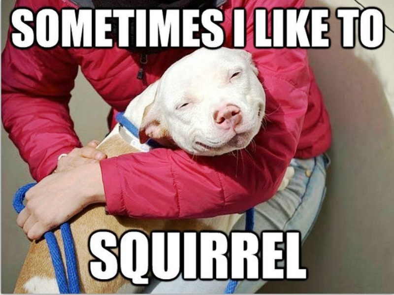 Sometimes I Like To Squirrel