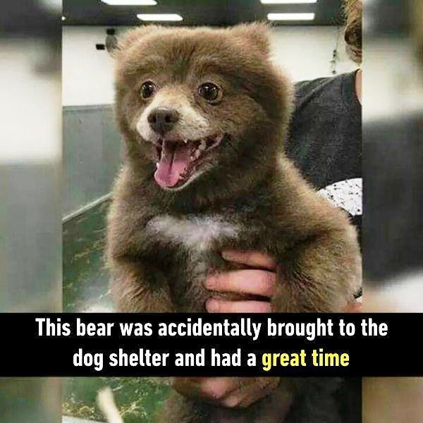 This Bear Was Accidentally Brought