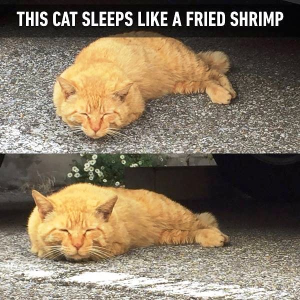 This Cat Sleeps Like A Fried Shrimp