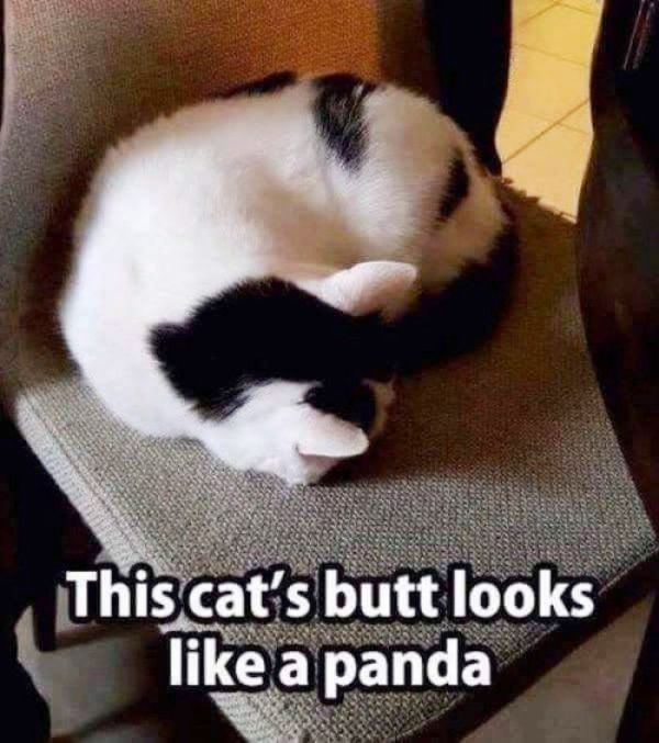 This Cats Butt Looks Like A Panda