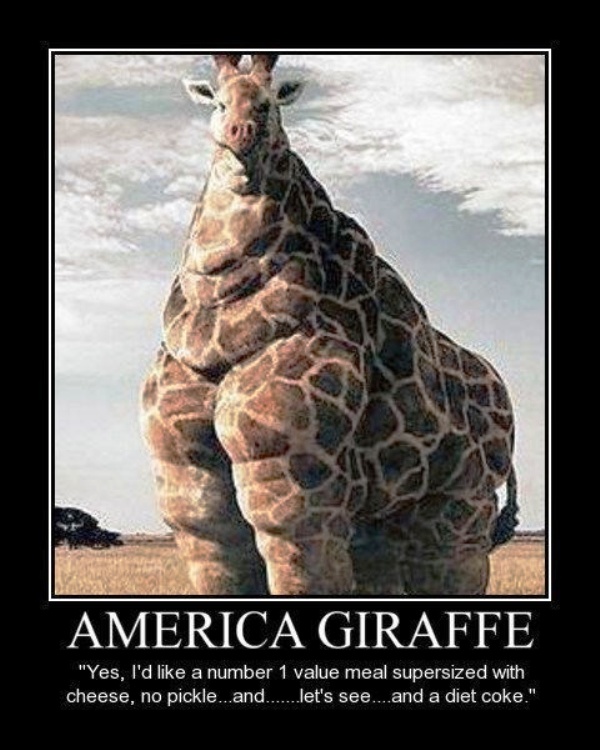 America Giraffe