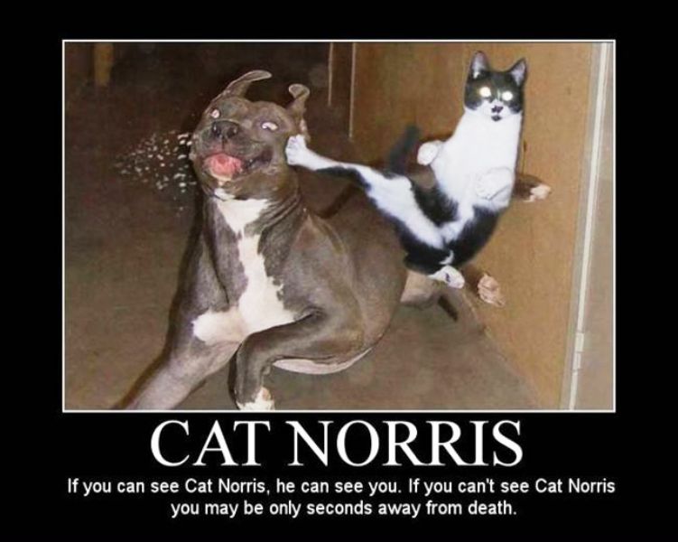 Cat Norris