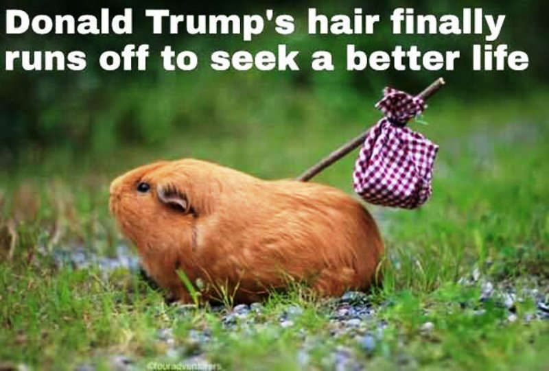 Donald Trumps Hair Finally