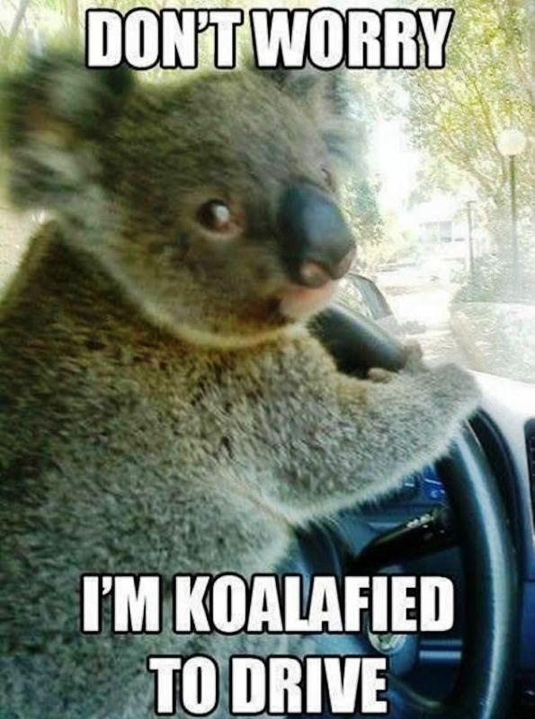 Dont Worry Im Koalafied