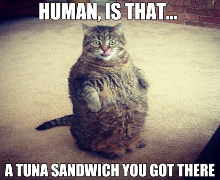 Human Is That A Tuna Sandwich You Got There