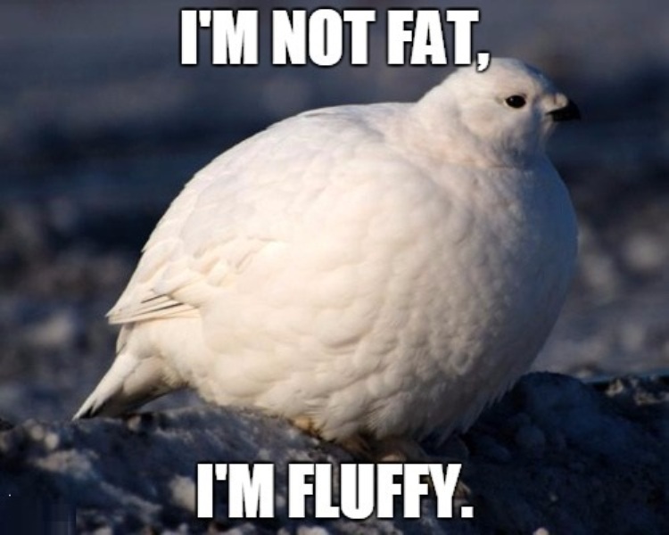 I Am Not Fat I Am Fluffy