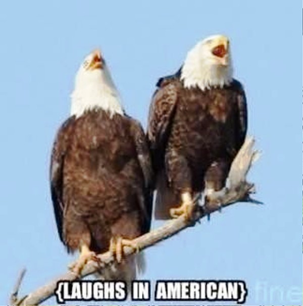 Laughs In American