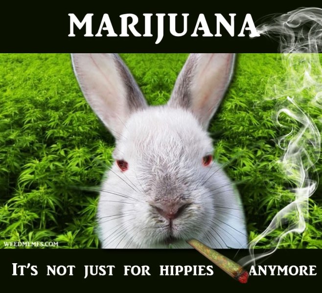 Marijuana Its Not Just For Hippies