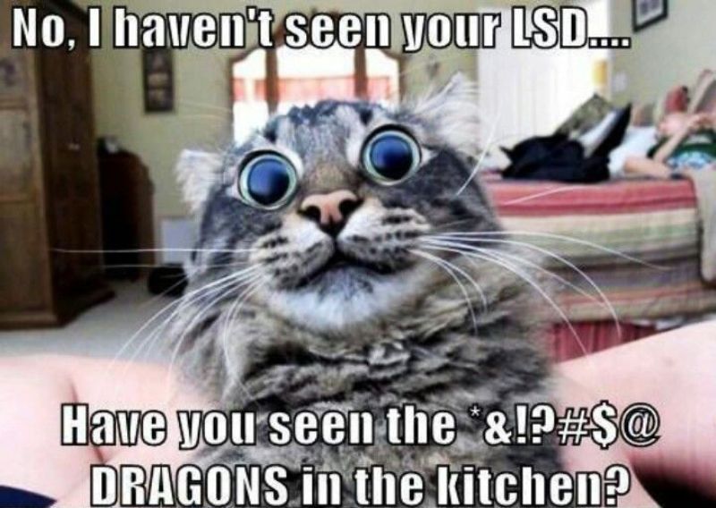 No I Havent Seen Your LSD