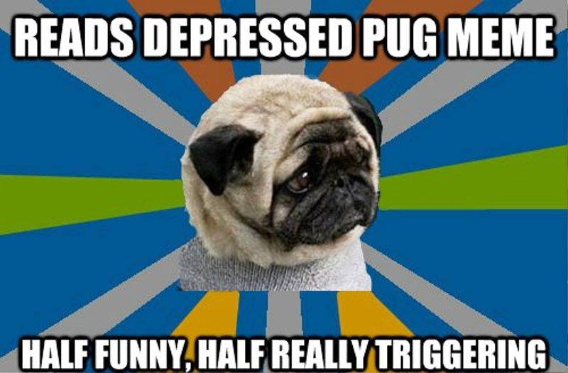 Reads Depressed Pug Meme