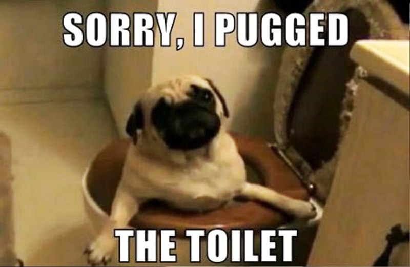 Sorry I Pugged The Toilet