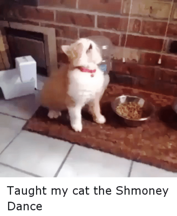 Taught My Cat The Shmoney Dance