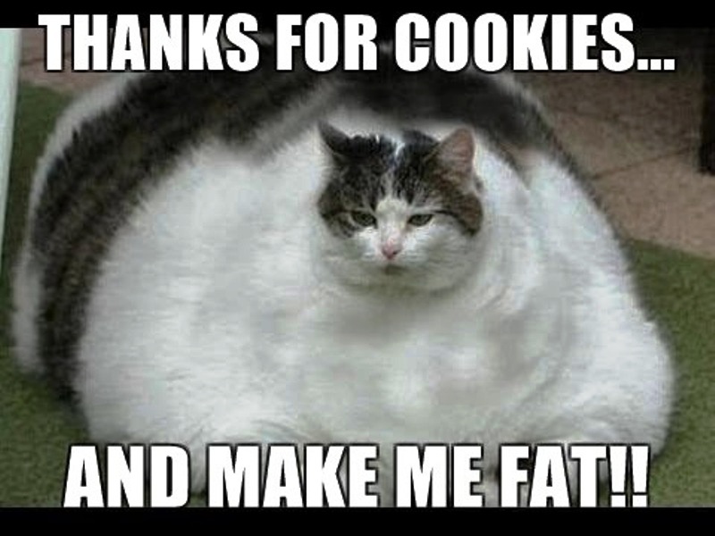 Thanks For Cookies And Make Me Fat