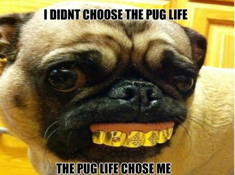 The Pug Life Chose Me
