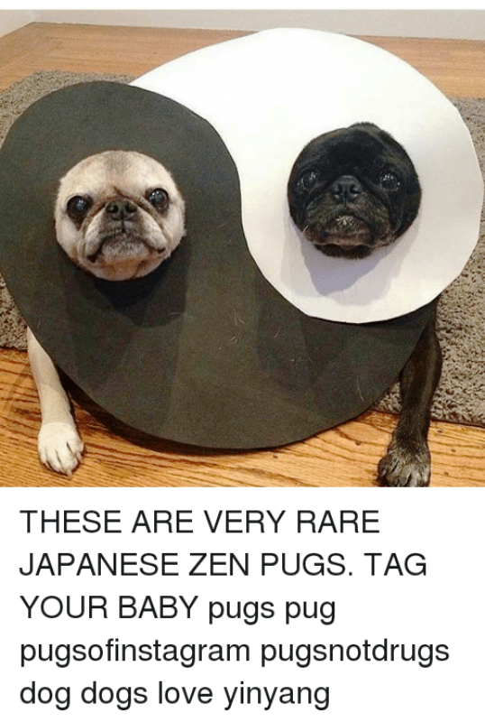 These Are Very Rare Japanese Zen Pugs