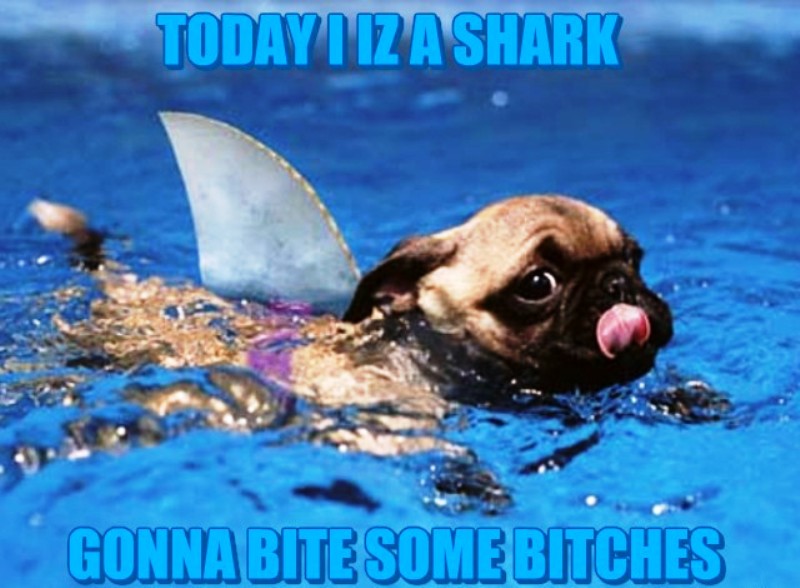 Today I Is A Shark