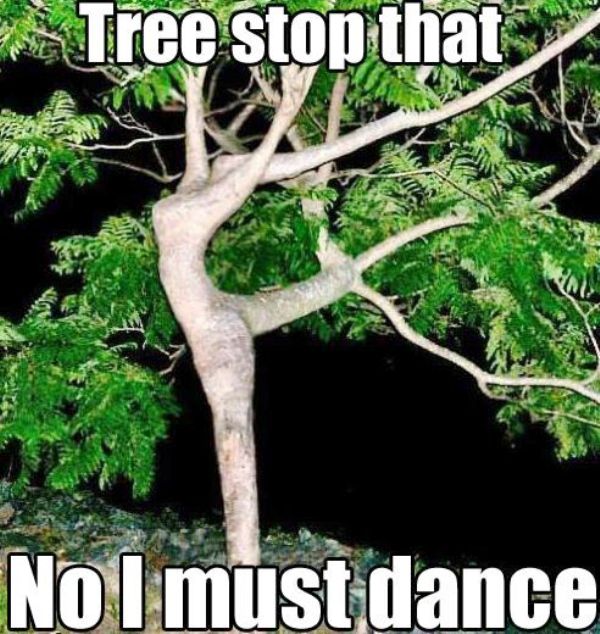 Tree Stop That No I Must Dance