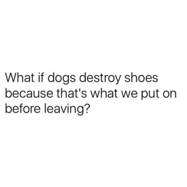 What If Dogs Destroy Shoes