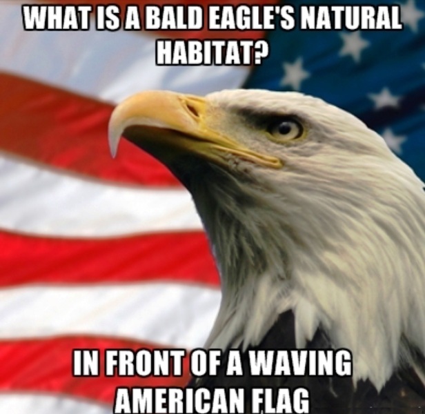 What Is A Bald Eagles Natural Habitat