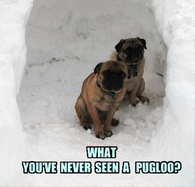 What You ve Never Seen A Pugloo