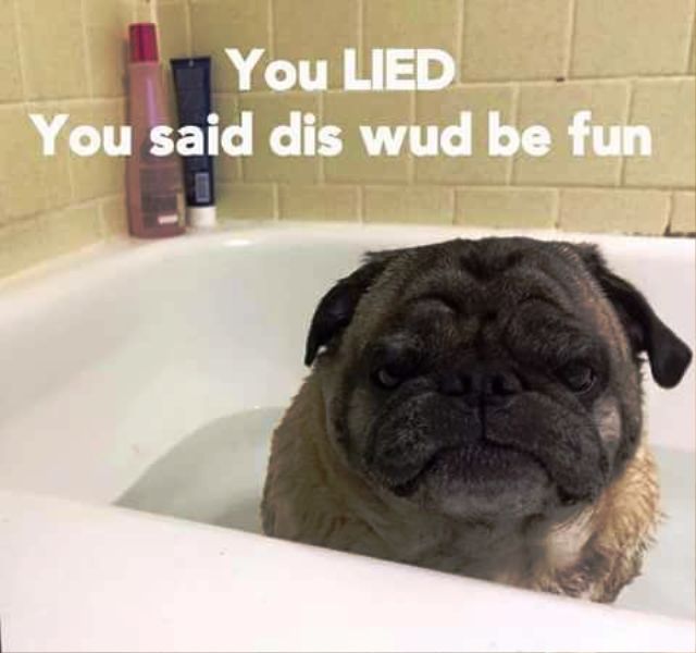 88 Best Pug Memes