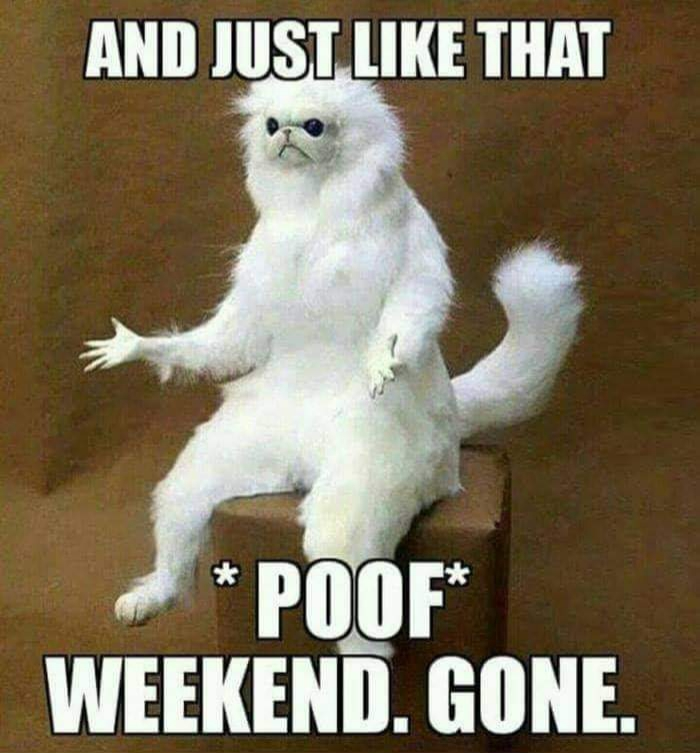 Monday Memes Stuffed White Cat Poof Weekend Gone