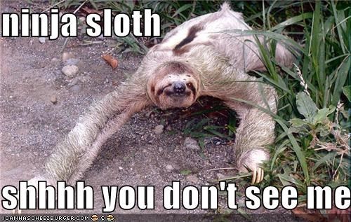 Sloth-Memes-8